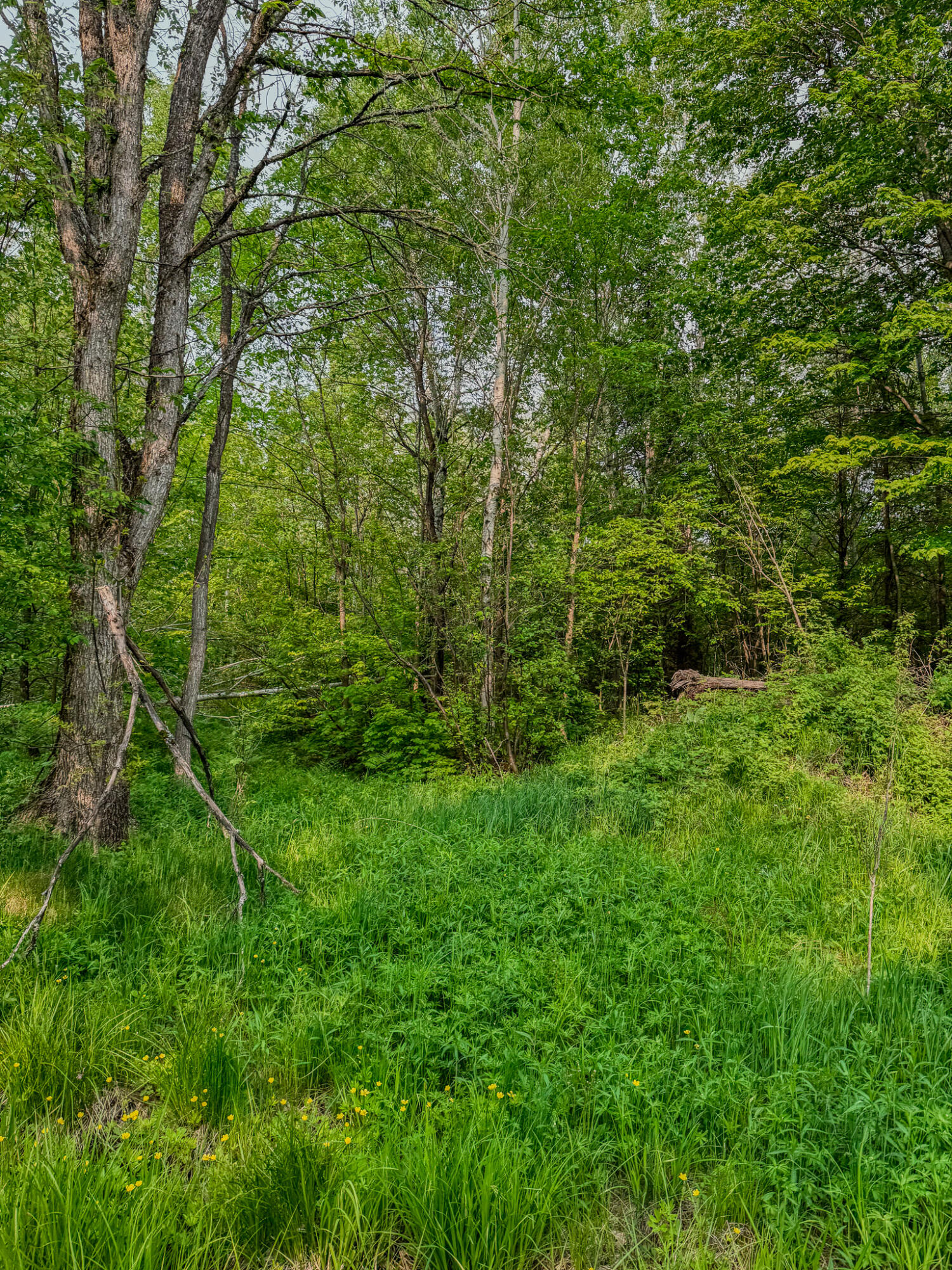 30659 Townline Road, Unit LOT 4 Ontonagon, MI 49953 - Photo 25 of 32 IMG_1727
