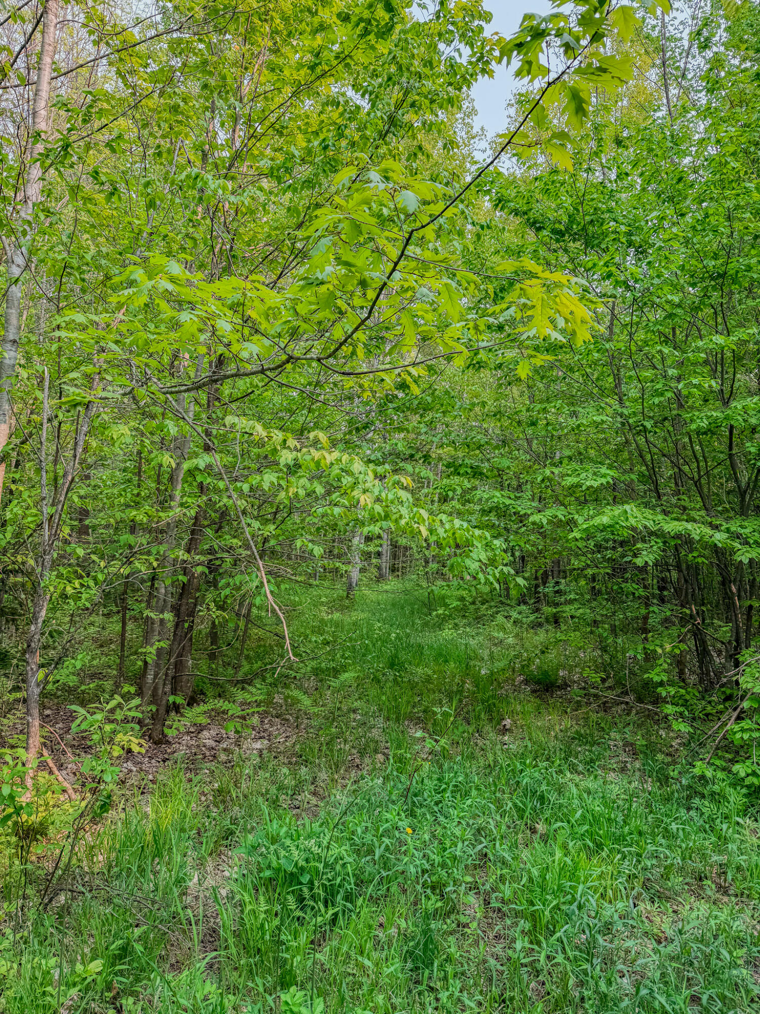 30659 Townline Road, Unit LOT 4 Ontonagon, MI 49953 - Photo 29 of 32 IMG_1734