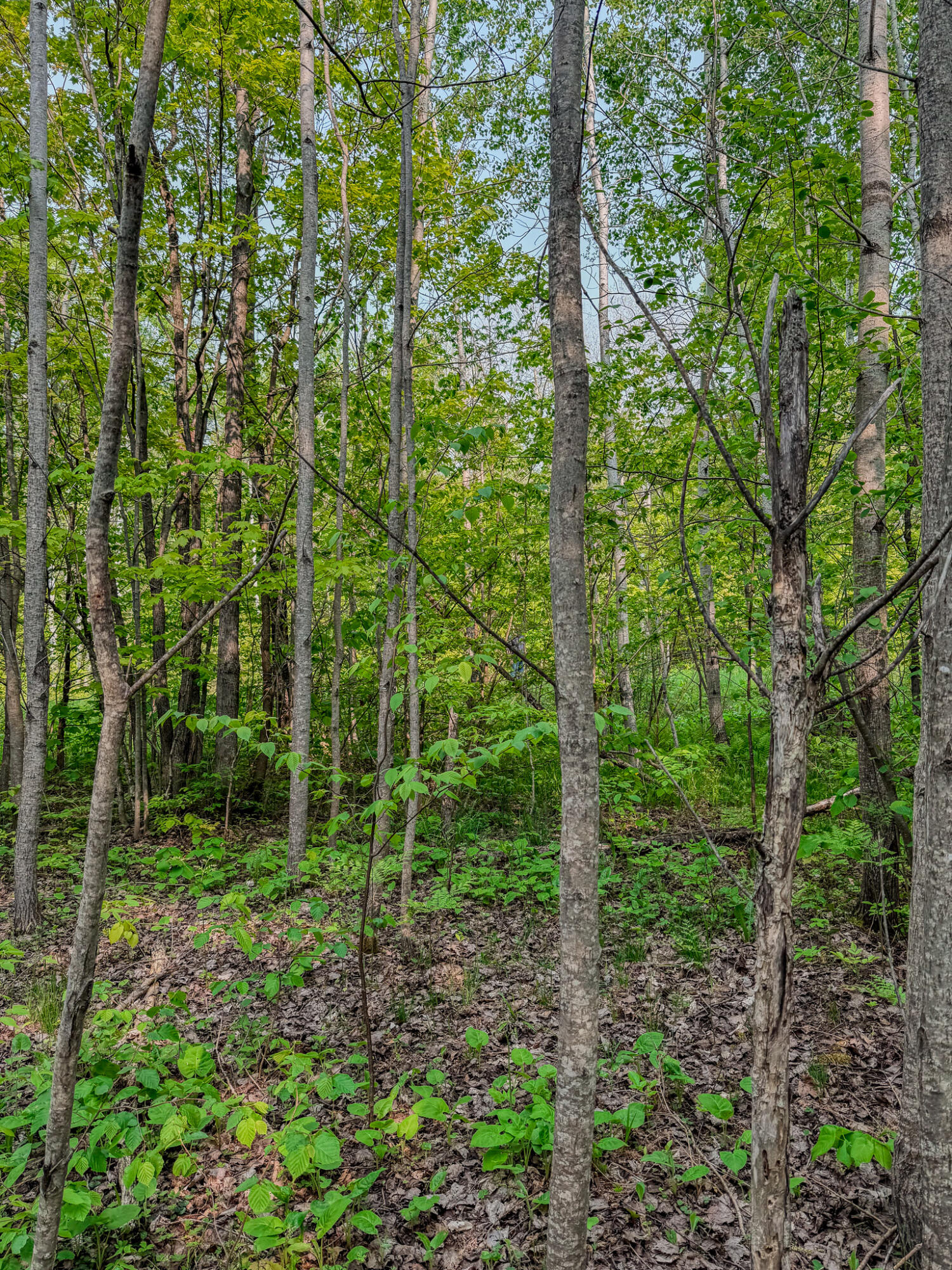 30659 Townline Road, Unit LOT 4 Ontonagon, MI 49953 - Photo 10 of 32 IMG_1679