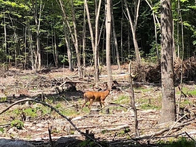 0 Harris Road Corinth, NY 12822 - Photo 8 of 8 Photo 8