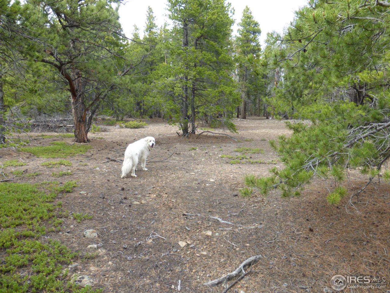 2803 Upper Apex Road Idaho Springs, CO 80452 - Photo 11 of 40 Gallery Image 11