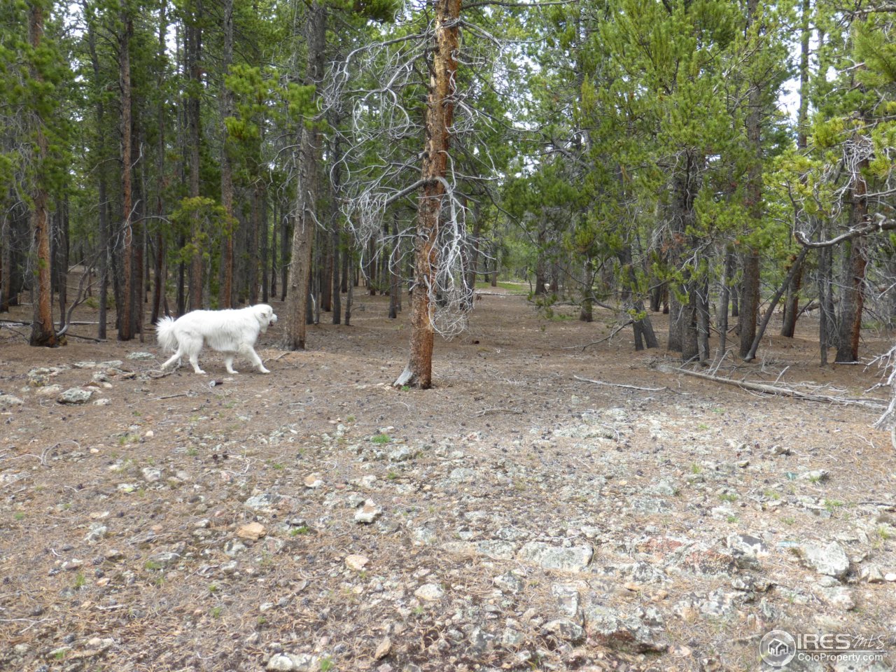 2803 Upper Apex Road Idaho Springs, CO 80452 - Photo 14 of 40 Gallery Image 14
