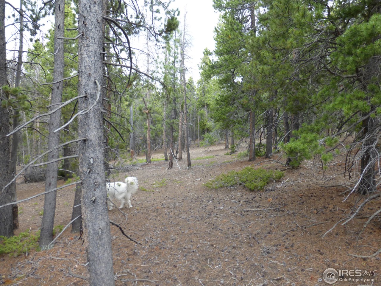 2803 Upper Apex Road Idaho Springs, CO 80452 - Photo 23 of 40 Gallery Image 23