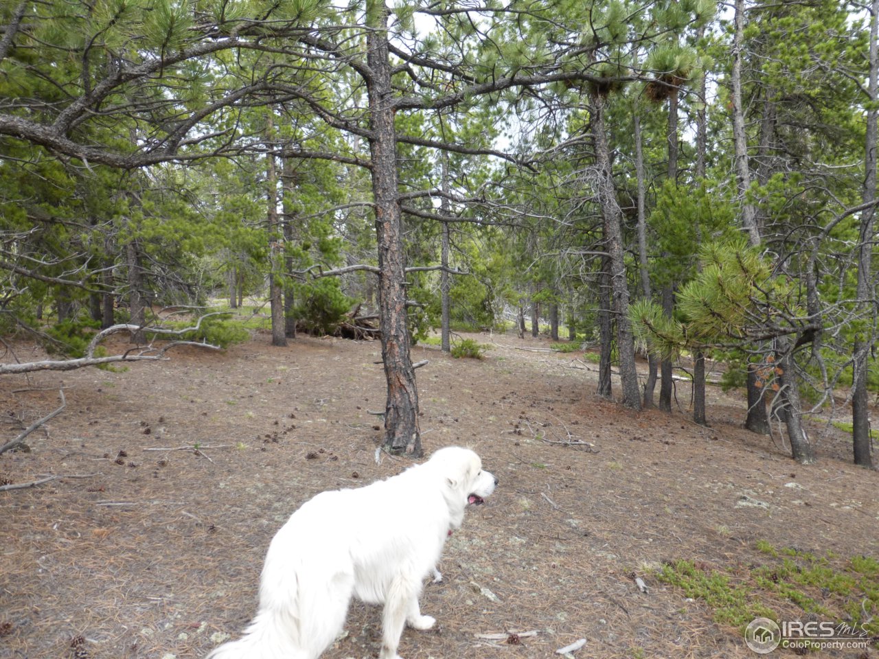 2803 Upper Apex Road Idaho Springs, CO 80452 - Photo 33 of 40 Gallery Image 33