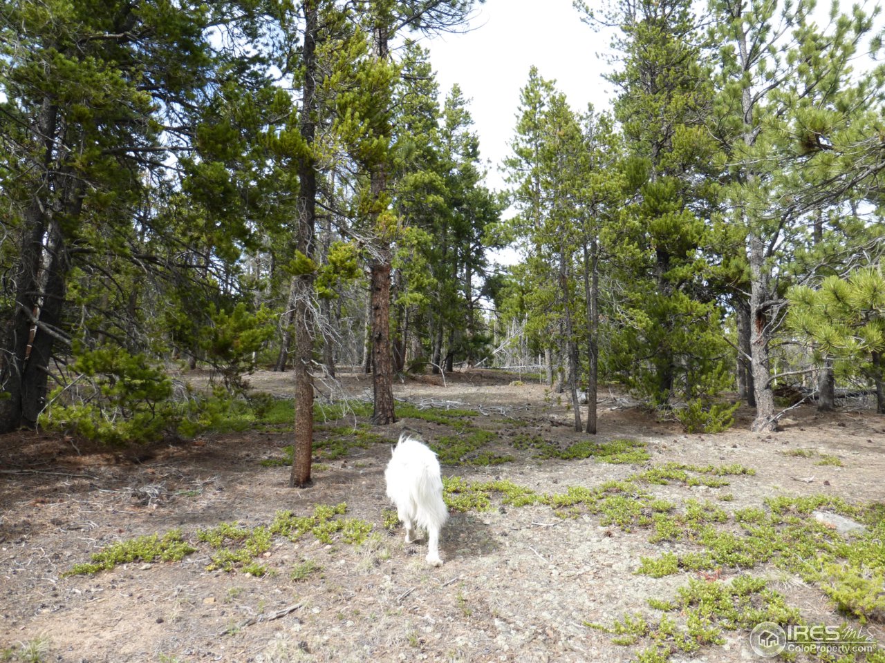 2803 Upper Apex Road Idaho Springs, CO 80452 - Photo 8 of 40 Gallery Image 8