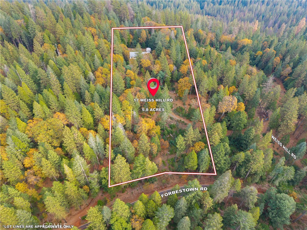 17 Weiss Hill Road Oroville, CA 95966 - Photo 33 of 35 a close up of a plant