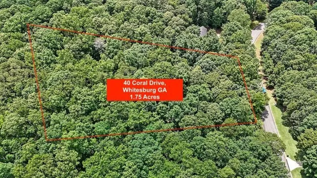 a view of a tree with a tree