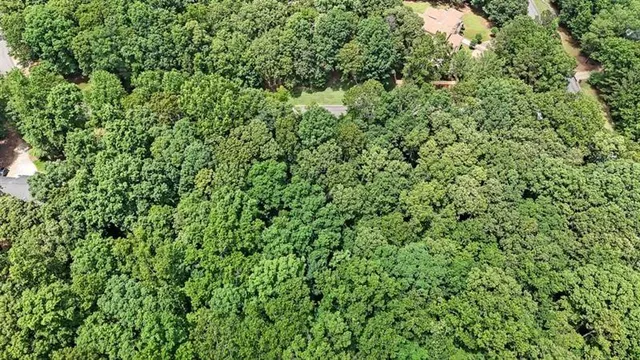 a view of a lush green forest