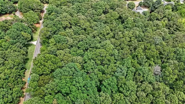 a view of a lush green forest