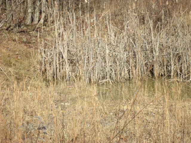 1 Backbone Ridge Princeton, AL 35766 - Photo 12 of 12