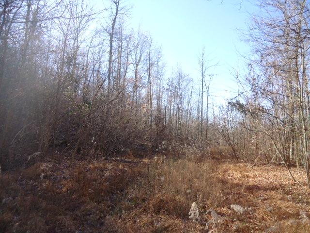 1 Backbone Ridge Princeton, AL 35766 - Photo 3 of 12