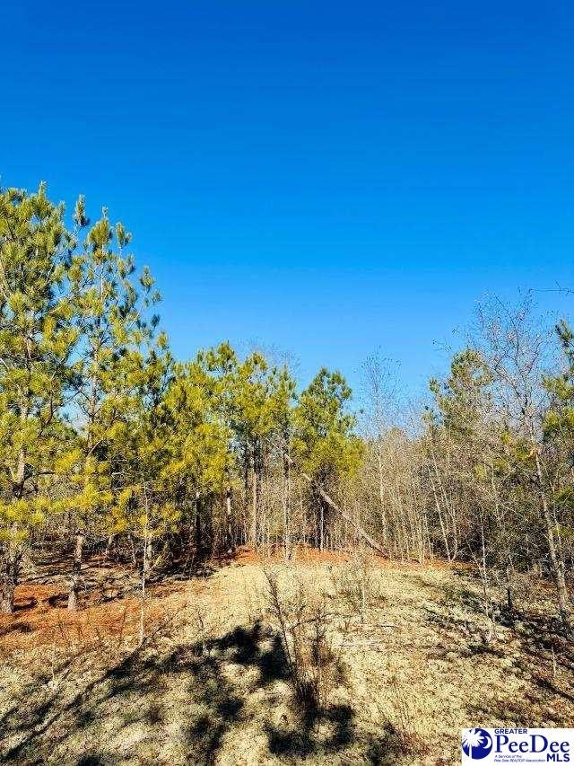 Old Wire Road West Bennettsville, SC 29512 - Photo 5 of 5 Gallery Image 5