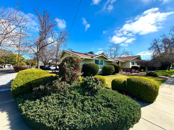 a view of a garden with a large tree