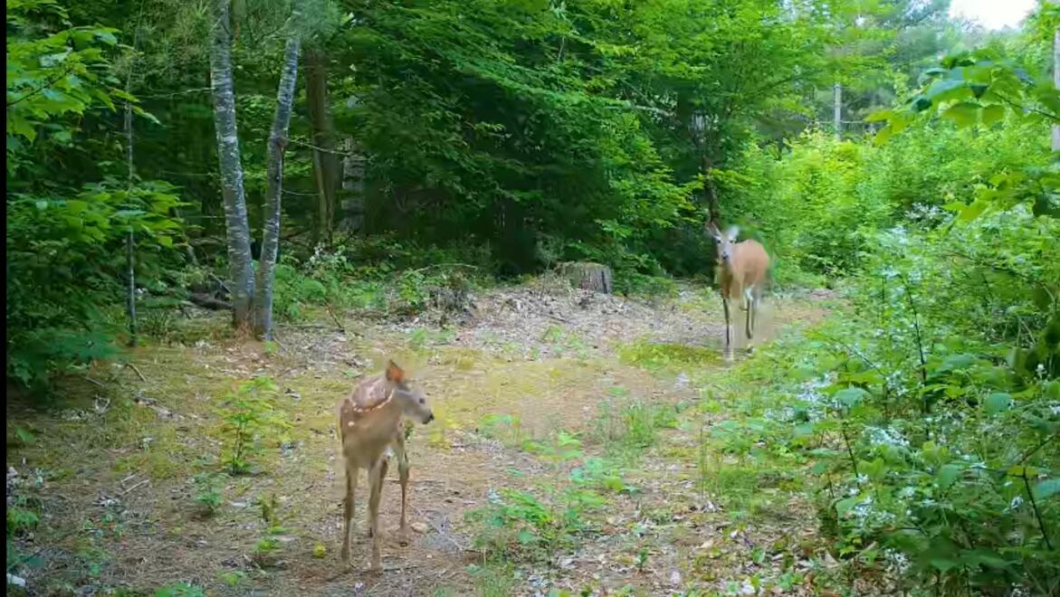 0 County Rte 27 Malone, NY 12953 - Photo 26 of 28