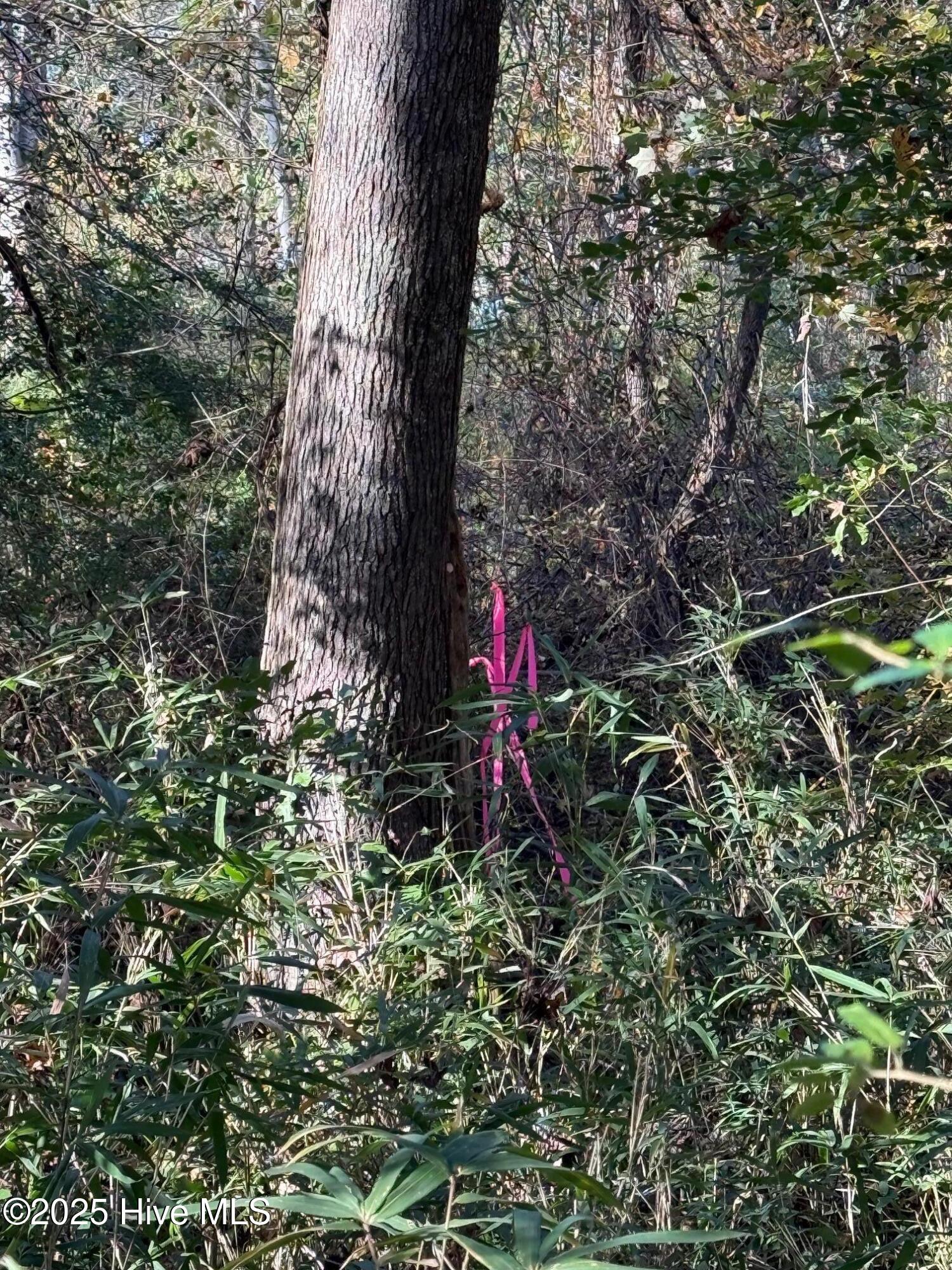 Lot 1 Alton Phillips Road Kinston, NC 28504 - Photo 6 of 6 IMG_0812