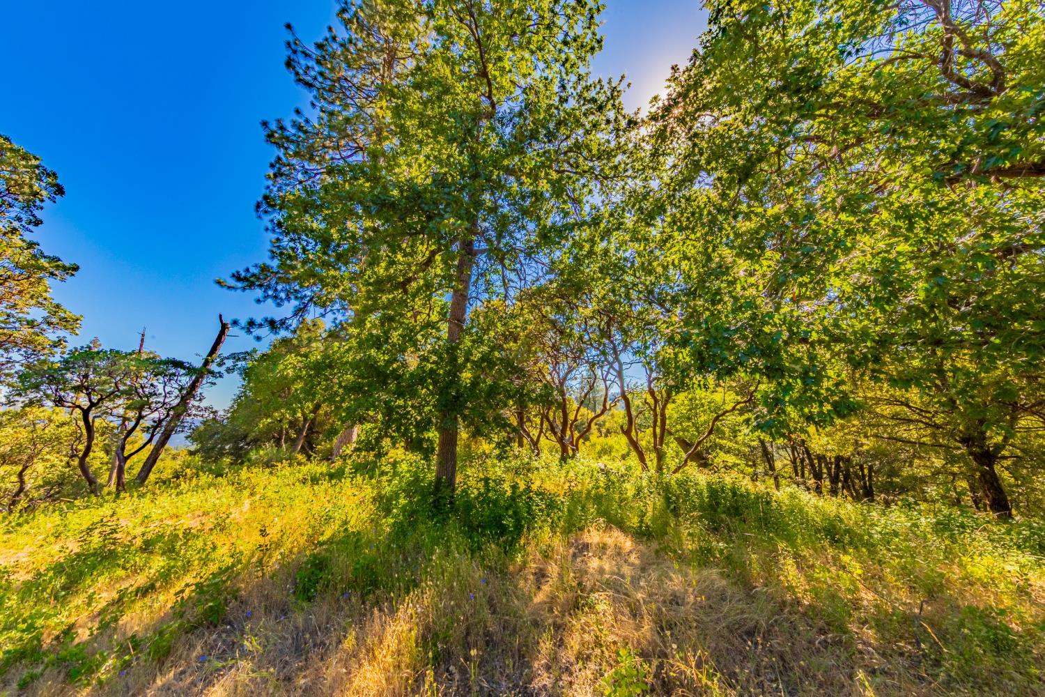 5 3 Springs Road Oakhurst, CA 93644 - Photo 9 of 22