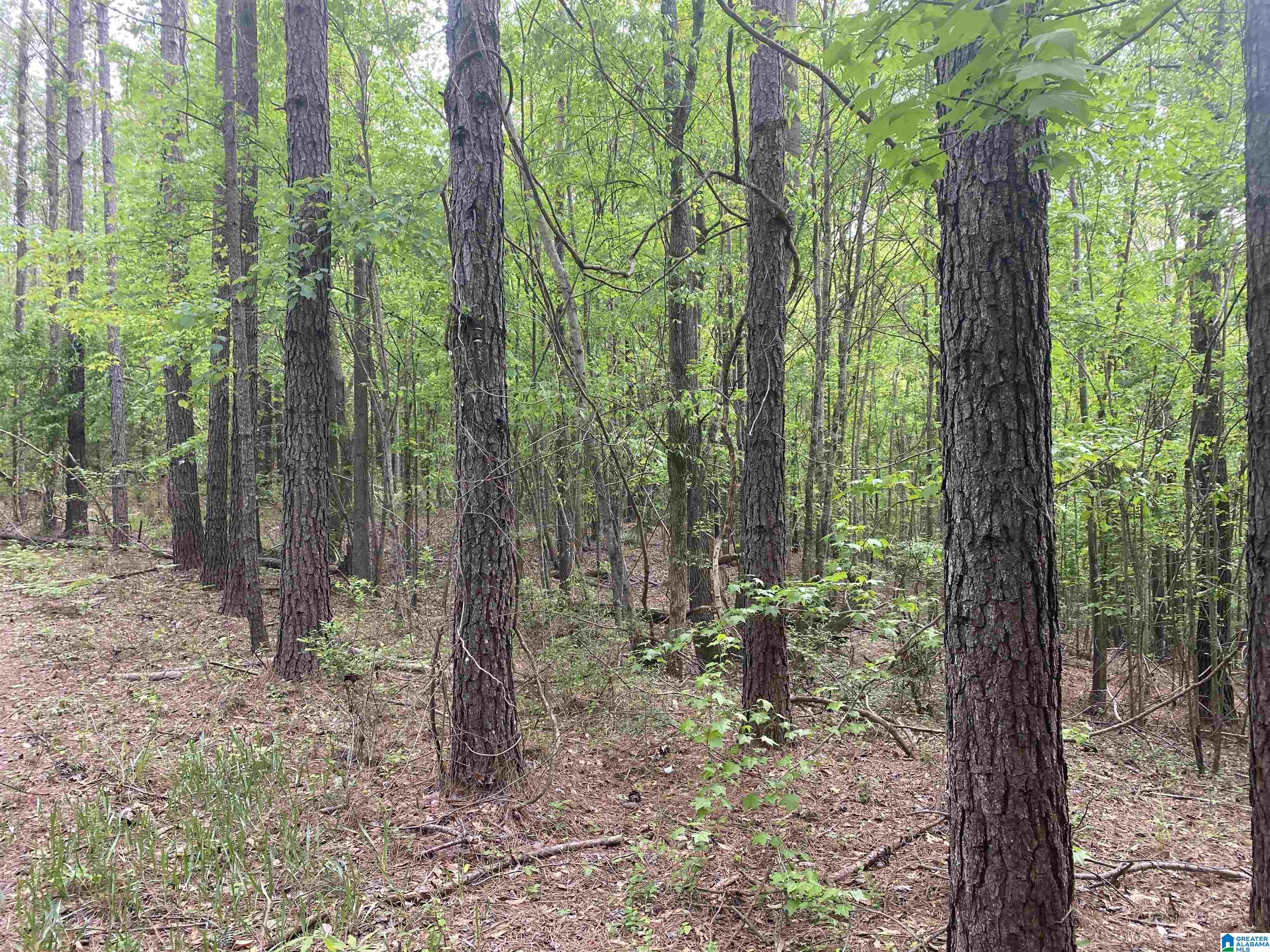 0 County Road 44 Linden, AL 36748 - Photo 38 of 48