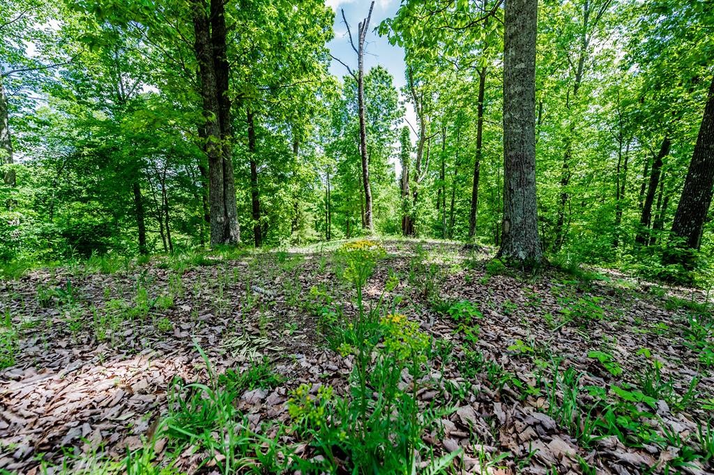 0 Ponders Gap Road Ten Mile, TN 37880 - Photo 23 of 27 Gallery Image 23