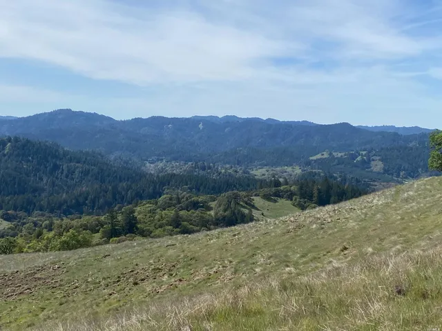 a view of yard with large trees