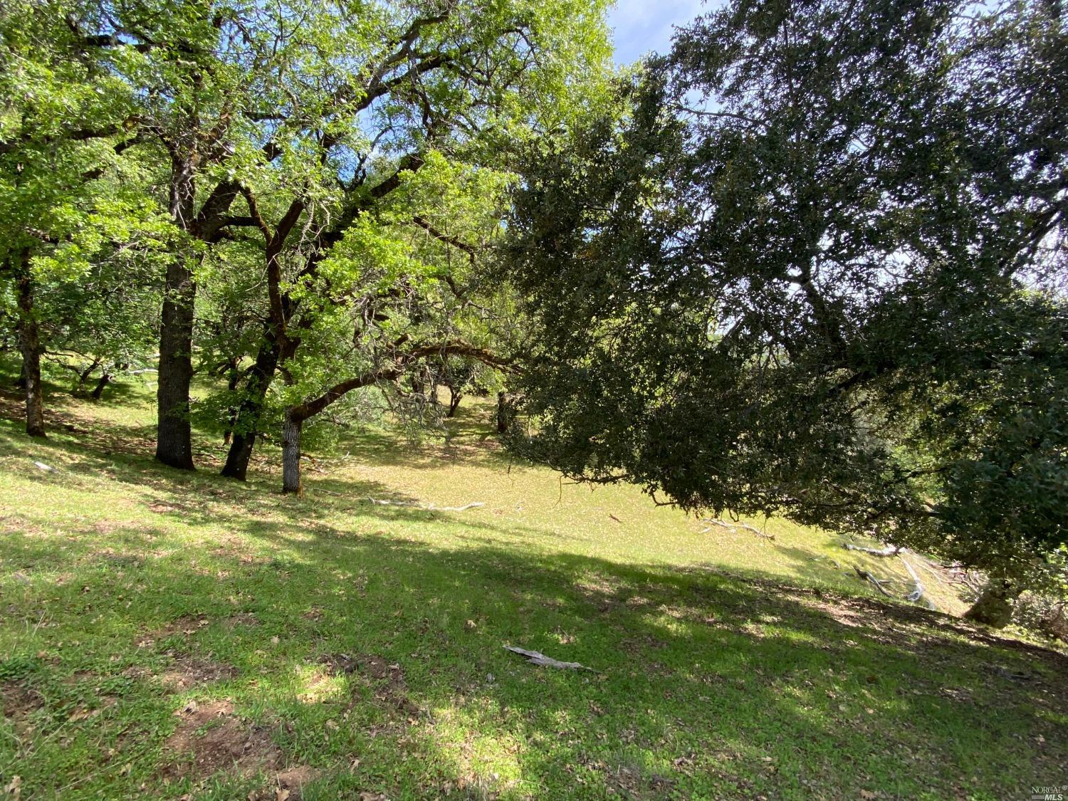 19010 Hulbert Road Hopland, CA 95449 - Photo 16 of 28 a view of yard with large trees