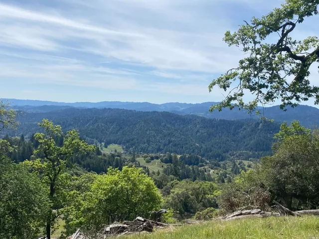 a view of a yard with a tree