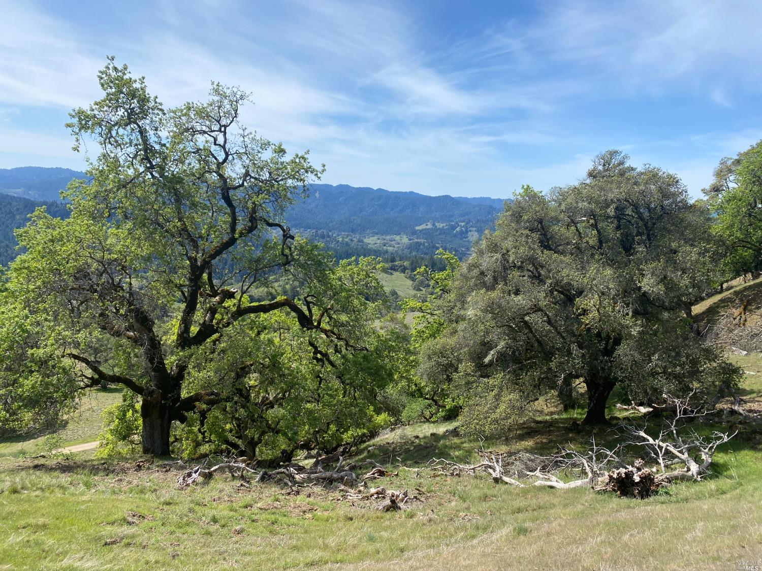 19010 Hulbert Road Hopland, CA 95449 - Photo 19 of 28 a view of a yard with a tree