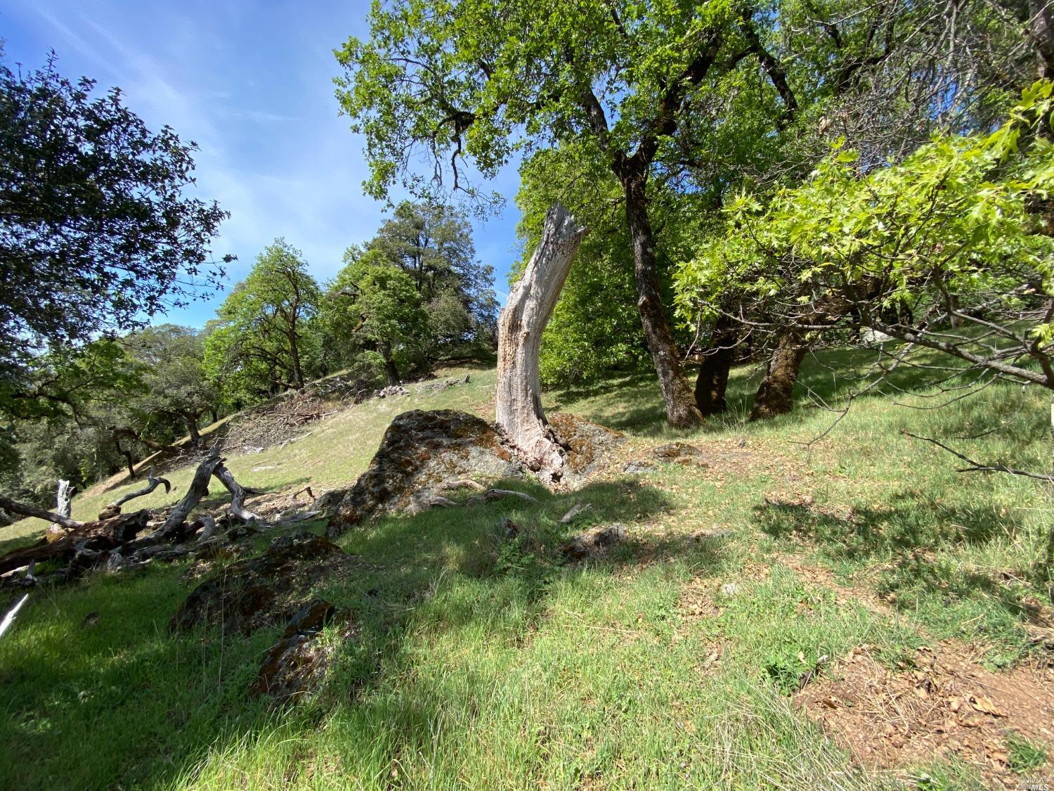 19010 Hulbert Road Hopland, CA 95449 - Photo 22 of 28 a view of a yard with plants and trees