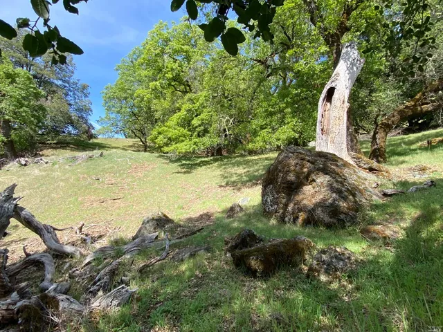 a view of a yard with a tree
