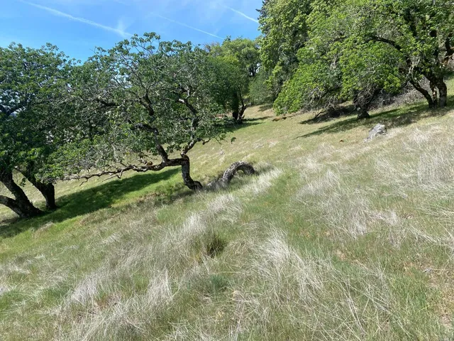 a view of a yard with a tree