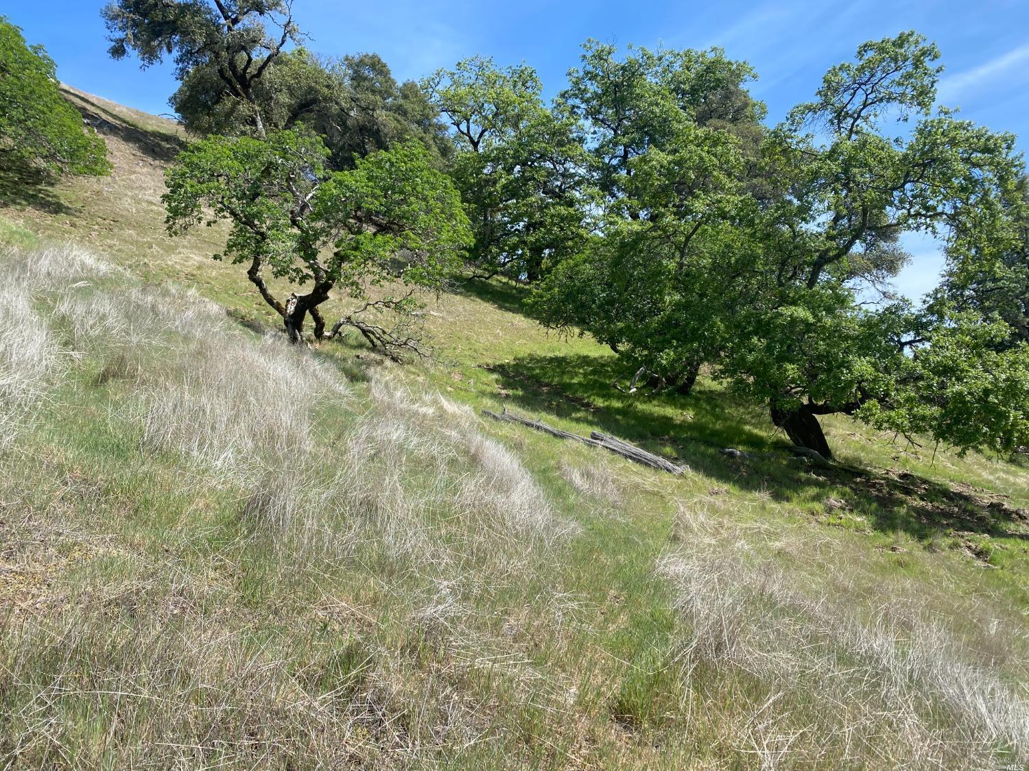 19010 Hulbert Road Hopland, CA 95449 - Photo 25 of 28 a view of a yard with a tree