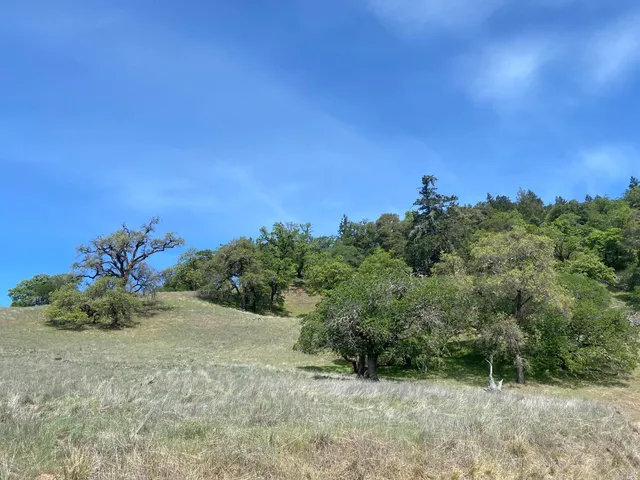 a view of a yard with a tree
