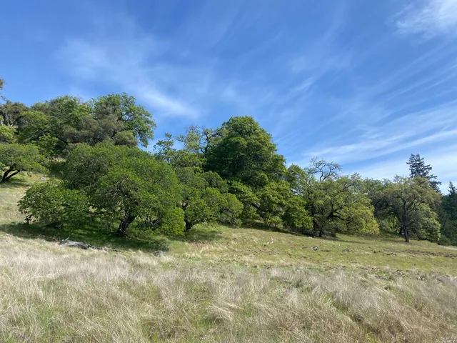 a view of a yard with a tree