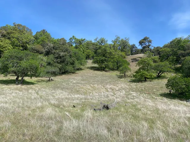 a view of a yard with a tree