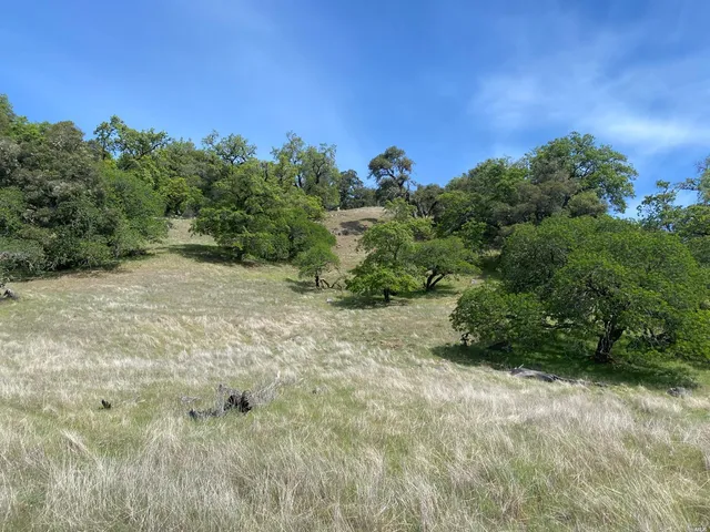 a view of a yard with a tree