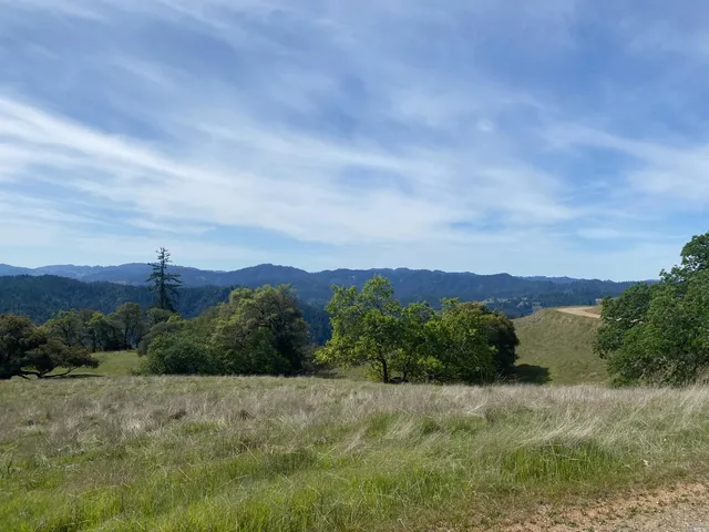a view of a yard with plants and large trees