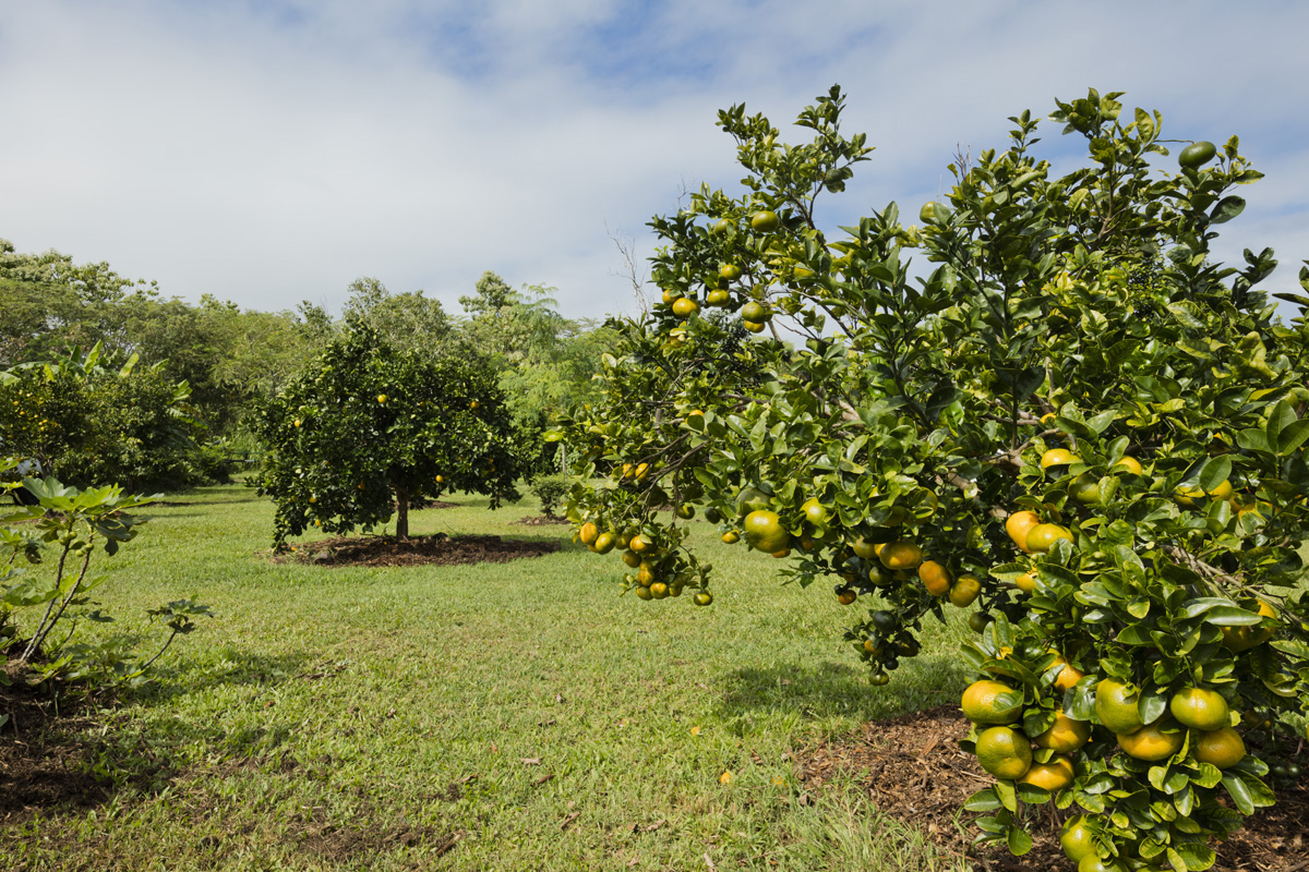 13-353 Kamaili Road Pahoa, HI 96778 - Photo 30 of 30 a view of a yard with a tree