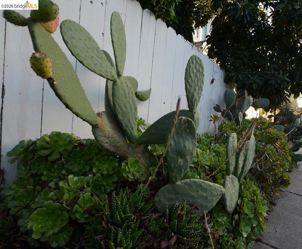 0 8th Street Oakland, CA 94607 - Photo 54 of 56 a close up of a plant in a garden
