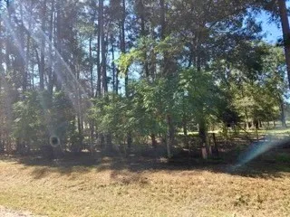 a view of a yard with trees