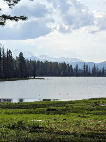 a view of a tree in a field