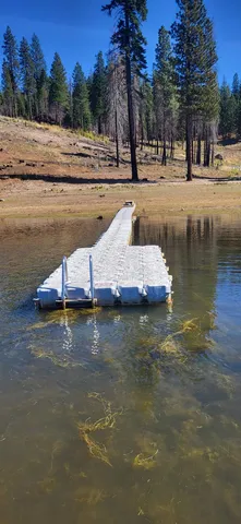 a view of a park with large trees