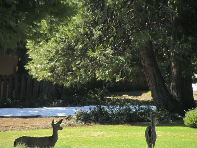 a view of a backyard with large trees