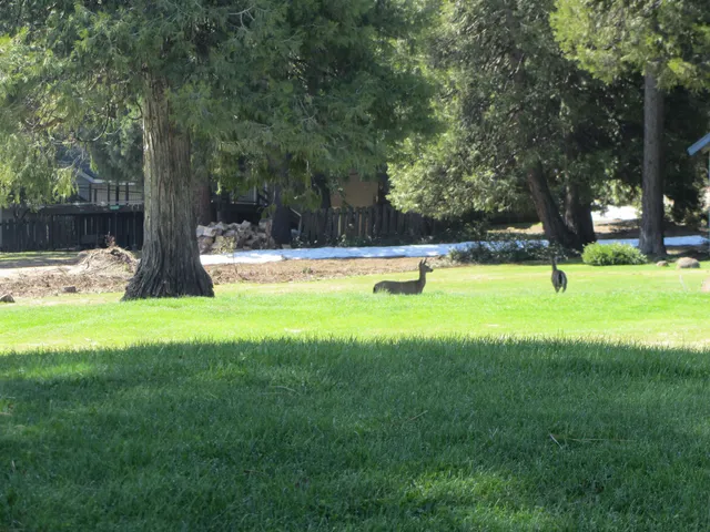 a backyard of a house with lots of green space