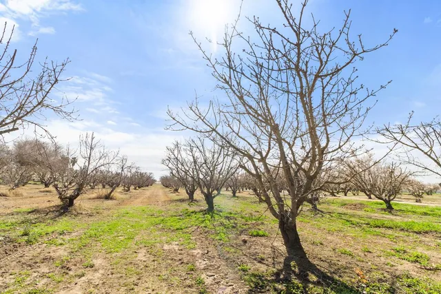 a view of yard with trees