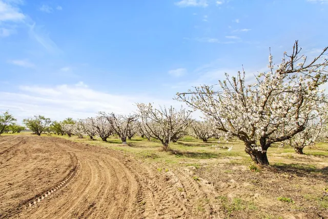 a yard with trees in the background