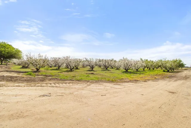 a view of beach with a large tree