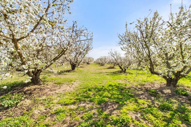 a view of yard with tree