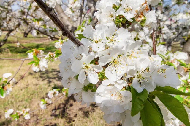 a view of a terrace with lawn chairs