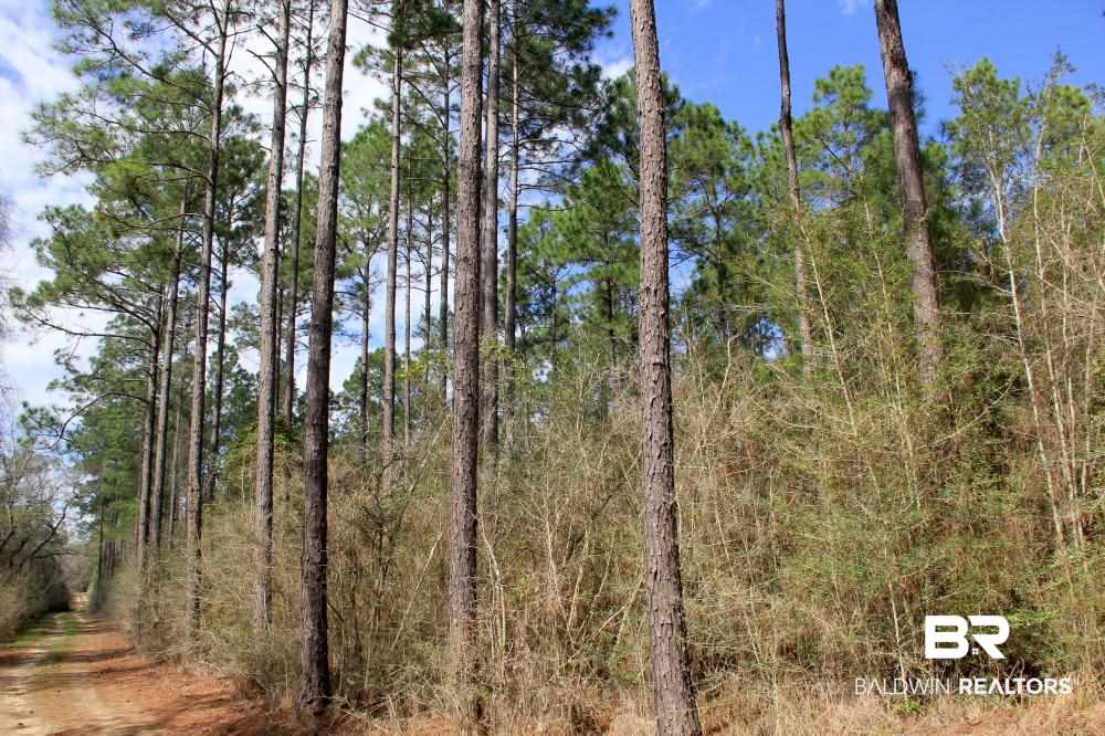 0 County Road 49 Loxley, AL 36551 - Photo 11 of 33