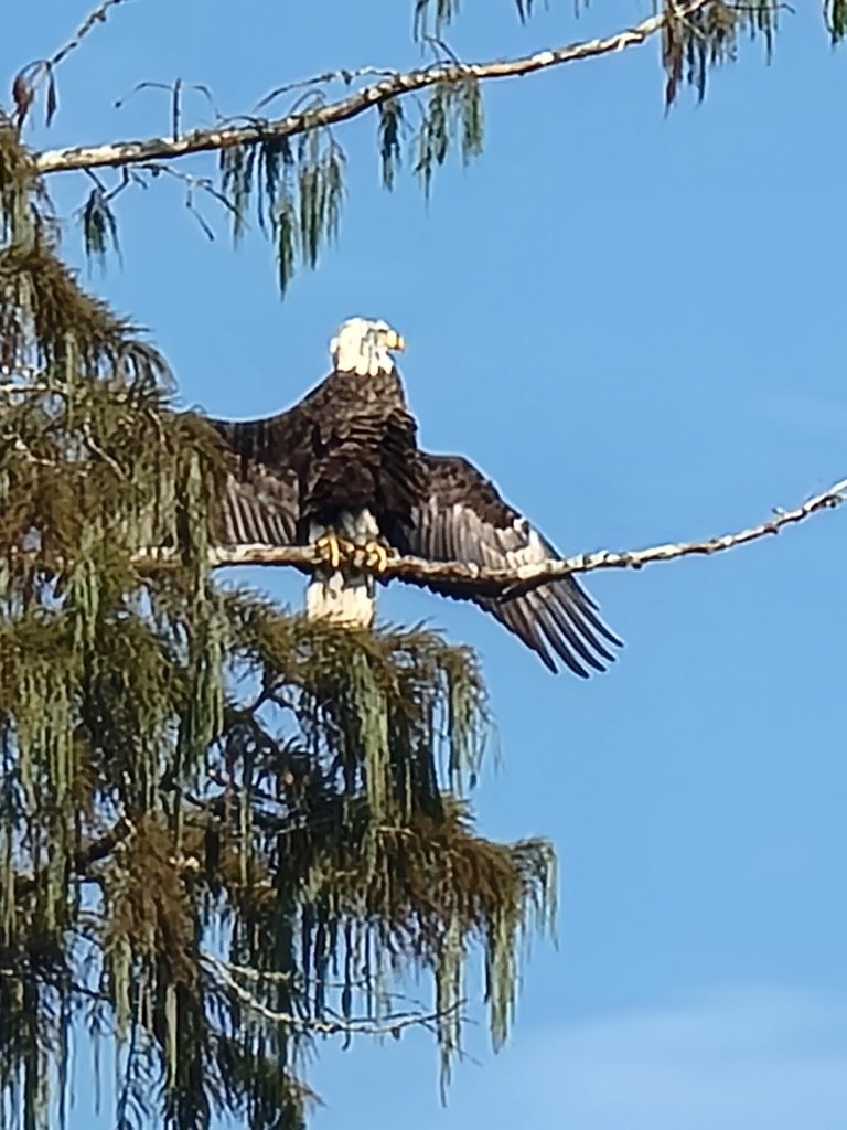 81 Pine Meadow Cleveland, TX 77327 - Photo 17 of 23 a close up of a wall