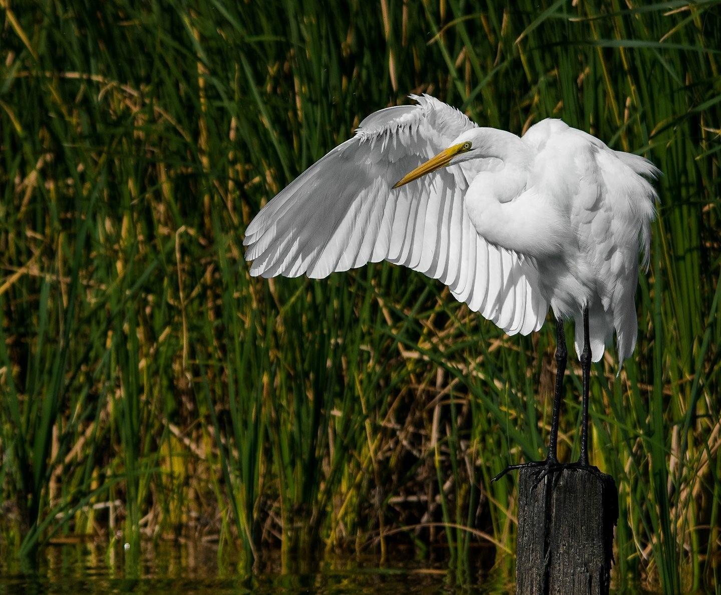 81 Pine Meadow Cleveland, TX 77327 - Photo 19 of 23 a view of a backyard of the house